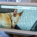 Uma linha de exibições e alto -falantes do Amazon Echo