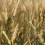 Produtores se armam e planejam agora controlar doenças dos cereais na temporada 2026