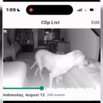 Proprietária de cão de estimação paralisado verifica webcam de segurança e não consegue pensar no que vê