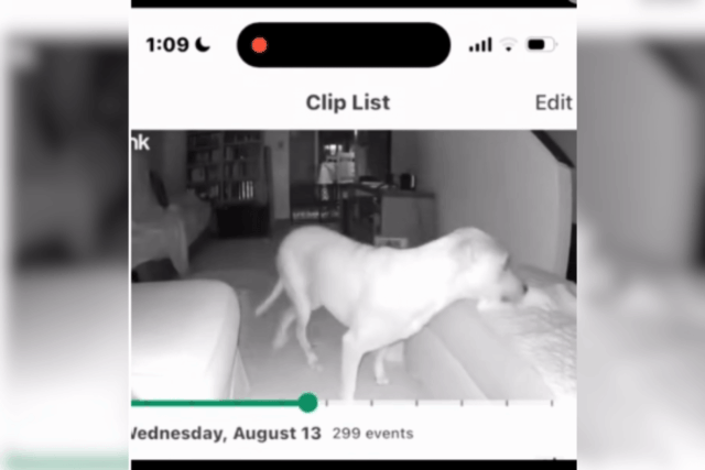 Proprietária de cão de estimação paralisado verifica webcam de segurança Proprietária de cão de estimação paralisado verifica webcam de segurança e não consegue pensar no que vê