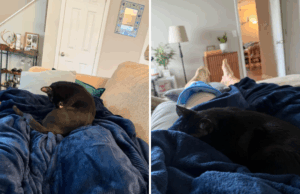 Proprietária felina faz tratamento cirúrgico no joelho – o que ela faz durante a cura descongela seu coração Proprietária felina faz tratamento cirúrgico no joelho – o que ela faz durante a cura descongela seu coração