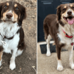 Proprietário adota mix de ‘Boundary Collie’, 9 anos depois, exame de DNA expõe fato