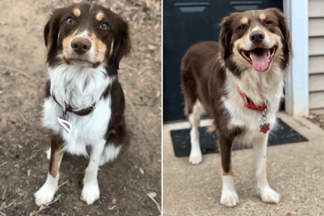 Proprietário adota mix de ‘Boundary Collie’, 9 anos depois, exame de DNA expõe fato 

