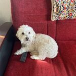 Proprietário de Maltipoo coloca Scooby-Doo, ninguém consegue lidar com a resposta do cachorrinho
