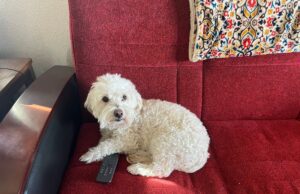 Proprietário de Maltipoo coloca Scooby-Doo, ninguém consegue lidar com a resposta do cachorrinho Proprietário de Maltipoo coloca Scooby-Doo, ninguém consegue lidar com a resposta do cachorrinho