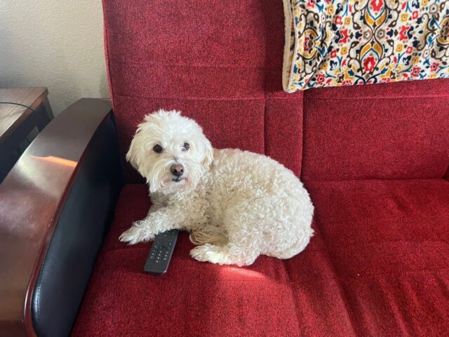 Proprietário de Maltipoo coloca Scooby-Doo, ninguém consegue lidar com a resposta do cachorrinho 

