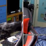 Dog reaction to blinds falling