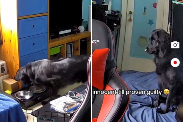 Dog reaction to blinds falling