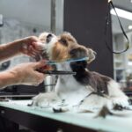 Proprietário disse para cortar canino para veterinário – ninguém pode lidar com o resultado