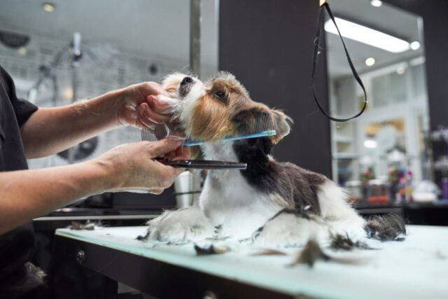 Proprietário disse para cortar canino para veterinário – ninguém pode Proprietário disse para cortar canino para veterinário – ninguém pode lidar com o resultado