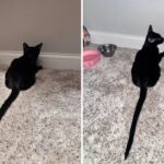kitten long tail