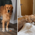 Proprietário não pode lidar com o que a Web Cam da Family Pet revela que Golden Retriever está fazendo