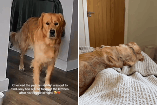 Proprietário não pode lidar com o que a Web Cam da Family Pet revela que Golden Retriever está fazendo 

