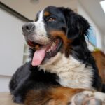 Proprietário verifica a webcam de animais no escritório, não consegue gerenciar o que o animal de estimação pegou fazendo