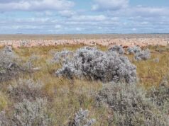 Próximo Megavenda de Nullarbor, rival da maior estação de ovelhas do mundo agora à venda Próximo Megavenda de Nullarbor, rival da maior estação de ovelhas do mundo agora à venda