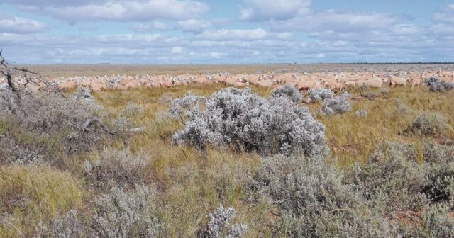 Próximo Megavenda de Nullarbor, rival da maior estação de ovelhas do mundo agora à venda

