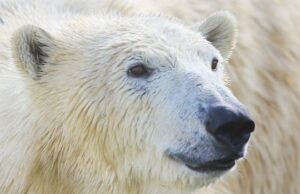 Quando um urso polar elimina, ele não simplesmente consome. Alimenta todo um ambiente Uma mulher vestida de inverno sorri e se ajoelha no gelo coberto de neve enquanto toca a pata inconsciente de um urso polar.