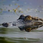 Querida Abby: Devo contar ao meu vizinho sobre o crocodilo no lago em que nadamos?