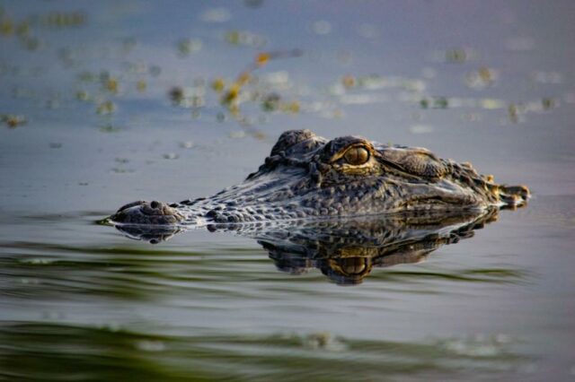 Querida Abby: Devo contar ao meu vizinho sobre o crocodilo no lago em que nadamos?

