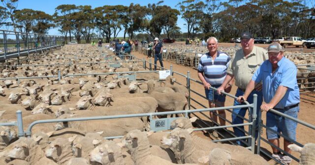 Quintal inteiro comprado por compradores locais e interestaduais na Wheatbelt Sale

