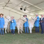 Raças europeias impressionam juízes de competição de carne bovina no Royal Show