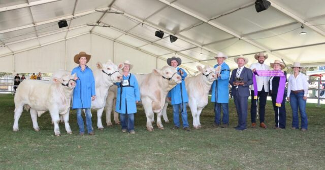Raças europeias impressionam juízes de competição de carne bovina no Royal Show

