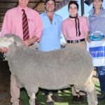 Rams de corpo grande apelou aos compradores da venda na propriedade que estava zumbindo