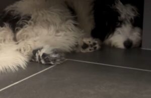 Rasga o fator do animal de estimação chocado para esconder cada vez que o proprietário cozinha Dog hiding under bathroom sink.