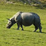 Refúgio de Animais Selvagens Pobitora em Assam é retomado para veranistas