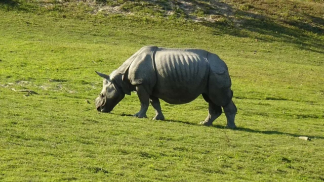 Refúgio de Animais Selvagens Pobitora em Assam é retomado para veranistas 

