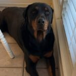 Pique o cachorro morto pelo gelo
