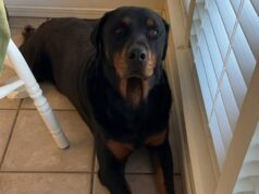 Representante da fronteira supostamente baleado e morto, cão de estimação durante viagem de viajante na casa do Texas Pique o cachorro morto pelo gelo