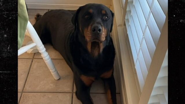 Pique o cachorro morto pelo gelo