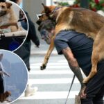 Residentes de San Fransisco Slam, intitulados donos de cães para cães cocôs nas lojas, ignorando as leis de coleira
