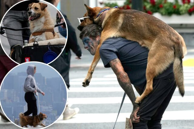 Residentes de San Fransisco Slam, intitulados donos de cães para cães cocôs nas lojas, ignorando as leis de coleira


