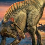 Os esqueletos dos dinossauros com bico de pato, Edmontosaurus Annectens – que viveu há mais de 66 milhões de anos no final do período Cretáceo – foram descobertos em 1908 em uma área de ravina no centro-leste do Wyoming (Gary Todd/Museu de História Natural)