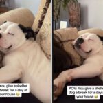 Shelter dog sleeping