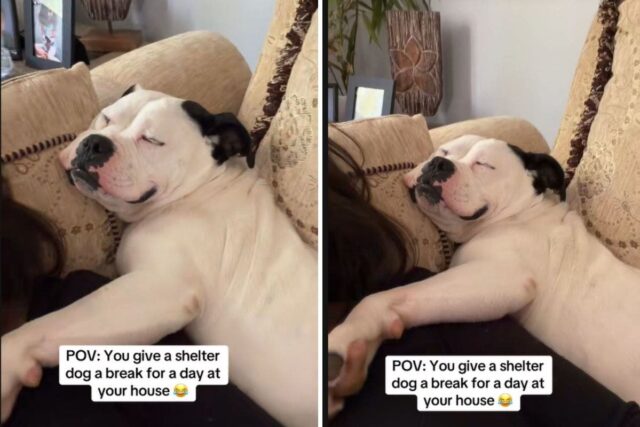 Shelter dog sleeping