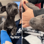 Santuário em estado de choque quando um cachorrinho de 7 semanas 'desenluvou' em um acidente assustador de bicicleta