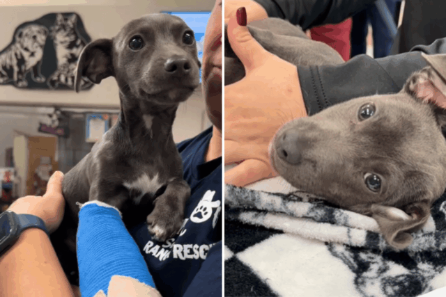 Santuário em estado de choque quando um cachorrinho de 7 semanas 'desenluvou' em um acidente assustador de bicicleta 

