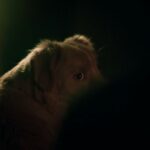 Sente -se, permaneça, assustador! Um adorável cão de animais de estimação celebridades em residência mal assombrada assustadora 'grande menino'