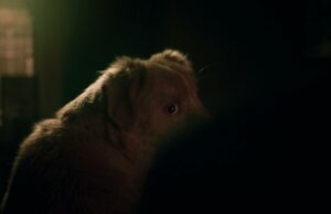 Sente -se, permaneça, assustador! Um adorável cão de animais de estimação celebridades em residência mal assombrada assustadora ‘grande menino’ Sente -se, permaneça, assustador! Um adorável cão de animais de estimação celebridades em residência mal assombrada assustadora 'grande menino'