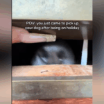 Separa-se na resposta do cachorro ao se reunir com o proprietário – ‘A melhor sensação do mundo’
