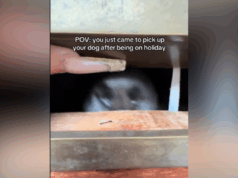 Separa-se na resposta do cachorro ao se reunir com o proprietário – ‘A melhor sensação do mundo’ Separa-se na resposta do cachorro ao se reunir com o proprietário – ‘A melhor sensação do mundo’