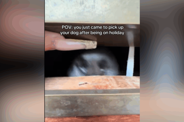 Separa-se na resposta do cachorro ao se reunir com o proprietário – ‘A melhor sensação do mundo’ 

