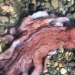 Um polvo parecido com um alienígena apareceu em uma praia rochosa