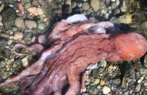 ‘Septopus’ incomum que se acredita ter sido descoberto na costa da Ilha Pender, em BC Um polvo parecido com um alienígena apareceu em uma praia rochosa