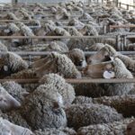 Será que já existem soluções com baixo teor de metano na genética de ovinos?