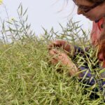 Swath ou não, essa é a pergunta para muitos produtores de canola WA