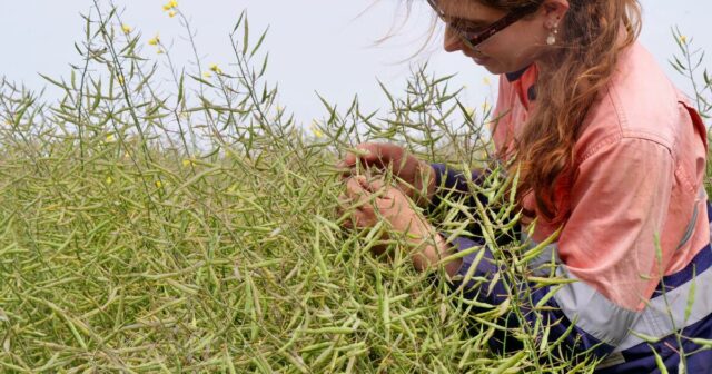 Swath ou não, essa é a pergunta para muitos produtores de canola WA

